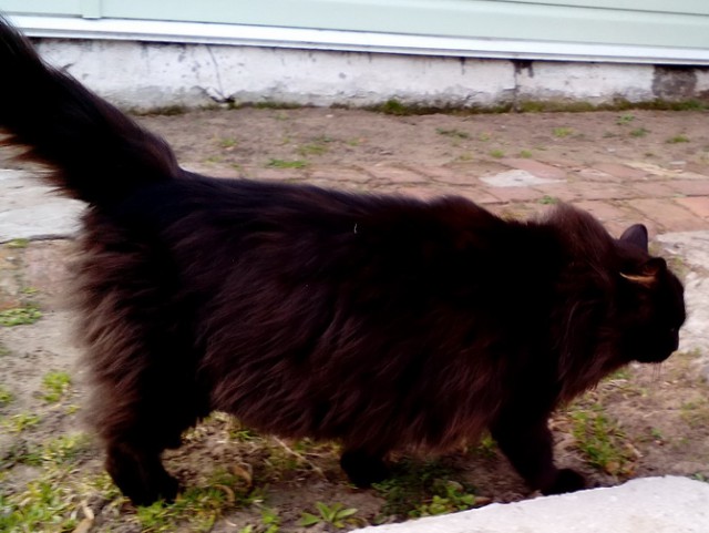 Котовторник 1.08.17