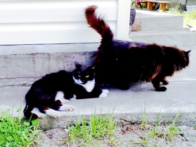 Котовторник 8.08.2017