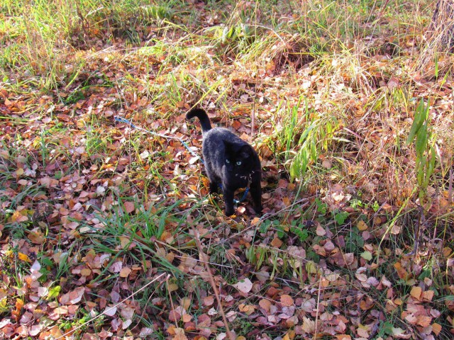 Котовторник 24.10.2017