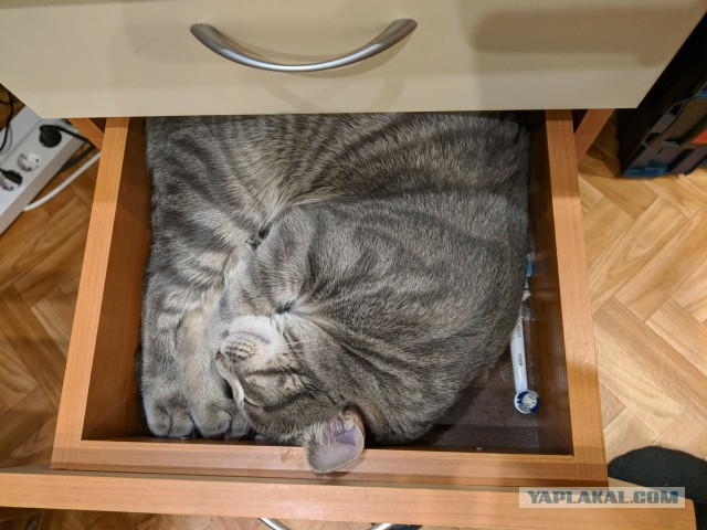 Котовторник 20.02.18