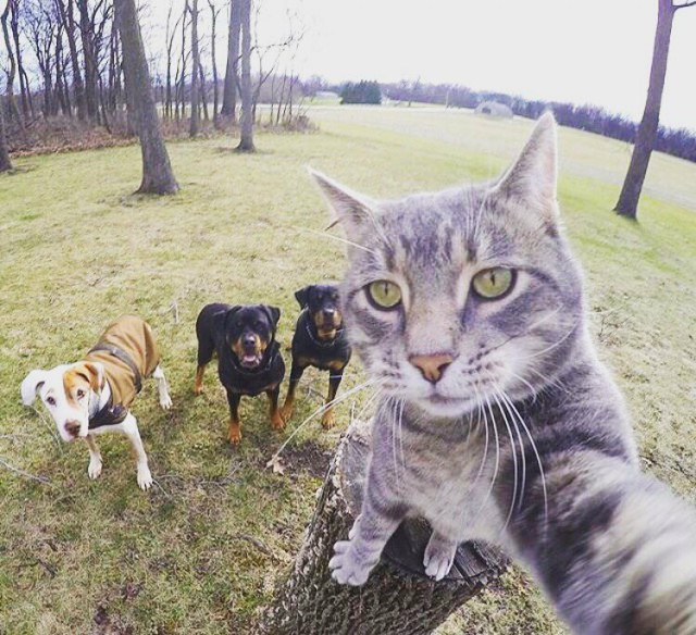 Фотобомбы котов