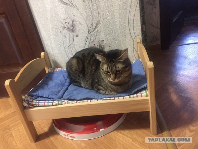 Котовторник