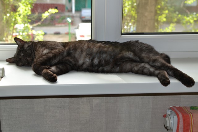 Котовторник