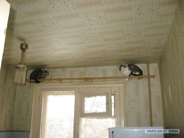 УРРААА ! Котовторник на ЯПлакалъ !