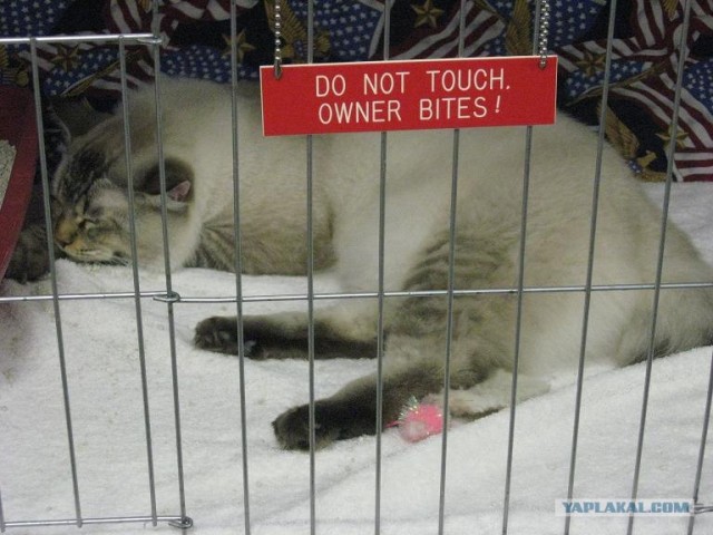 Iams Cat Championship в Нью- Йорке