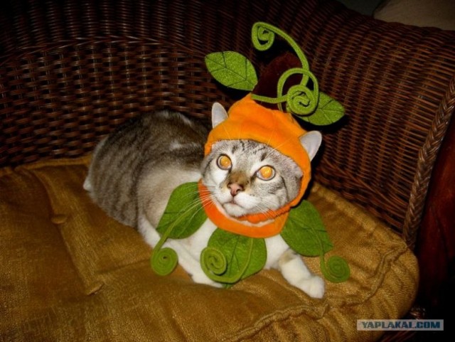 Котовторник (02.06.2009)