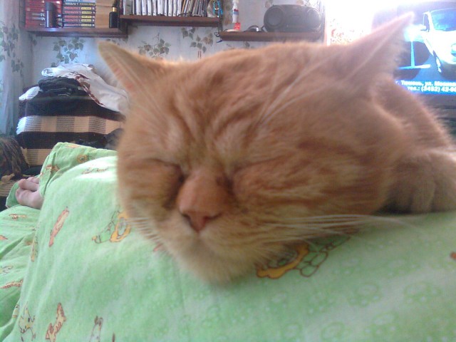 Котовторник на 04.08.2009