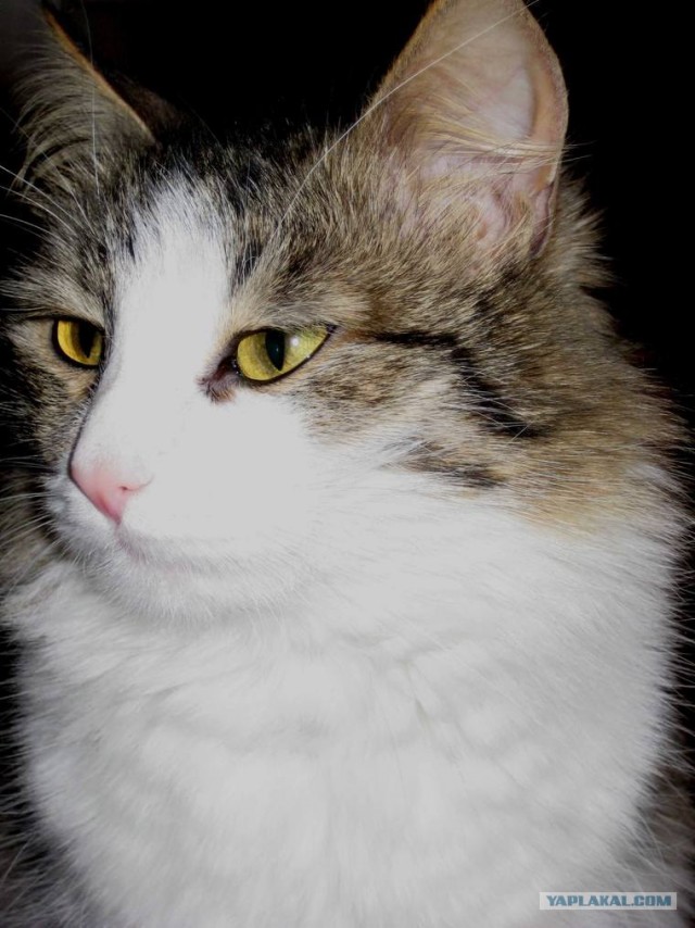 Сердечные коты