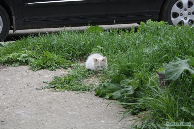 Начинаем котовторник!