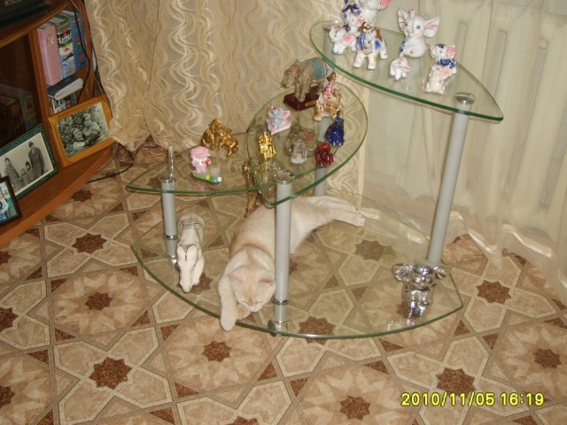Первый котовторник июля