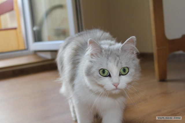 Котовторник!