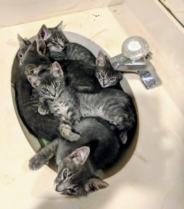 Прикольных котов пост