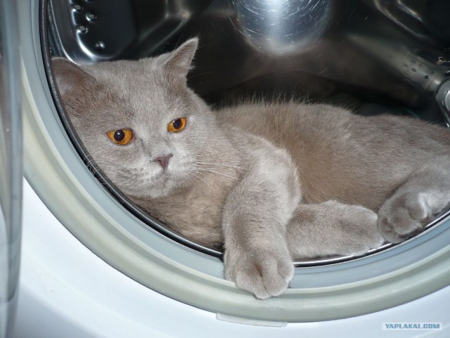 Котовторник (21.02.2012)