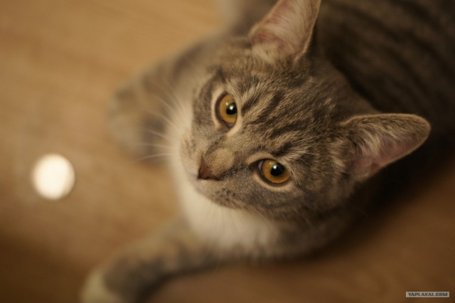Котовторник 27.03.2012
