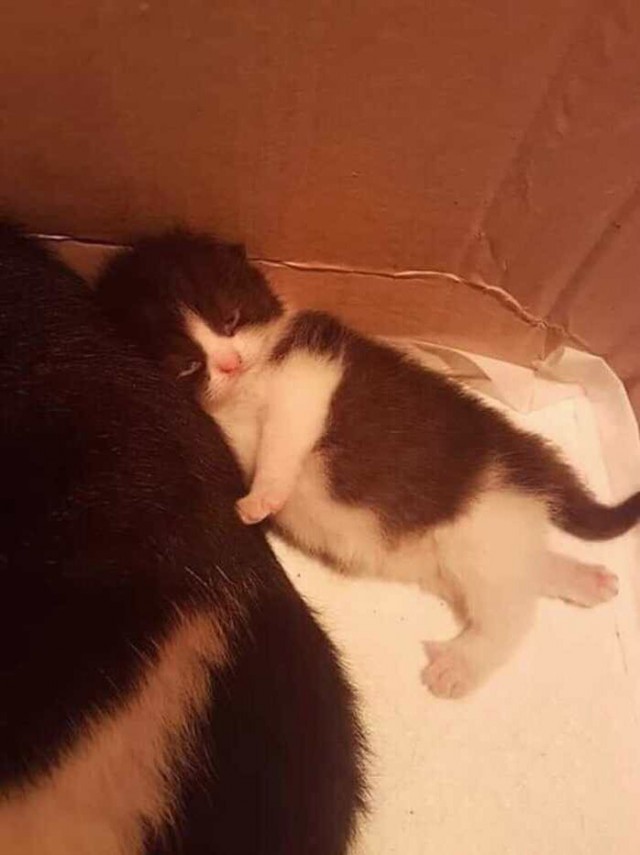 Прикольных котов пост