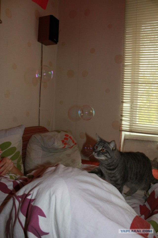 Котовторник 29.05.2012
