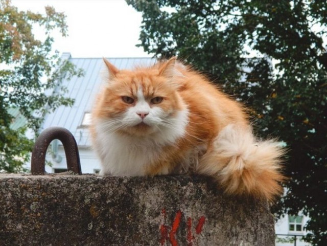 Вся красота уличных котов