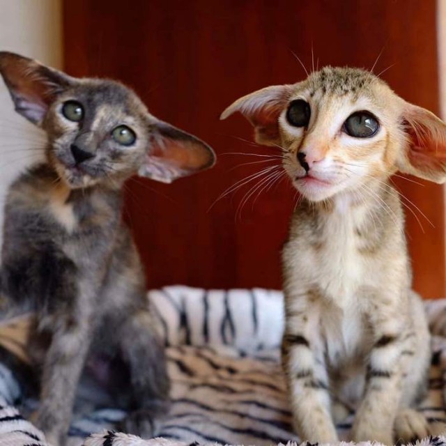 Прикольных котов пост
