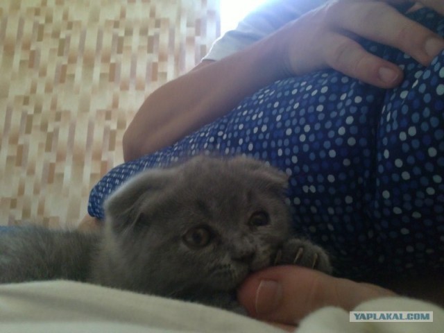 Котовторник  28.08.12