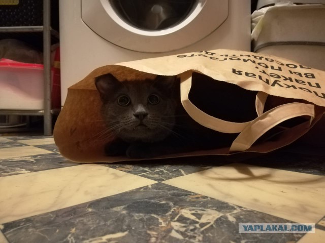Гид по породам кошек, благодаря которому вы точно научитесь их различать