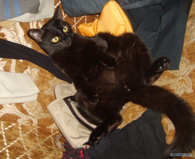 Птичья беда