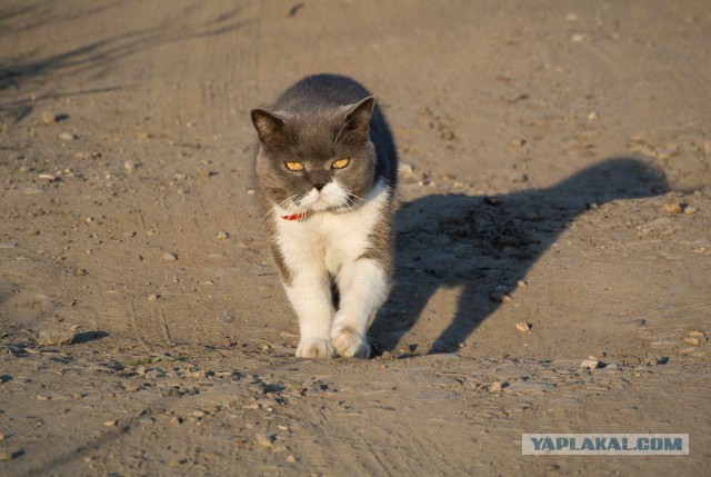 Глубокий сон кота, который чувствует себя в полной безопасности