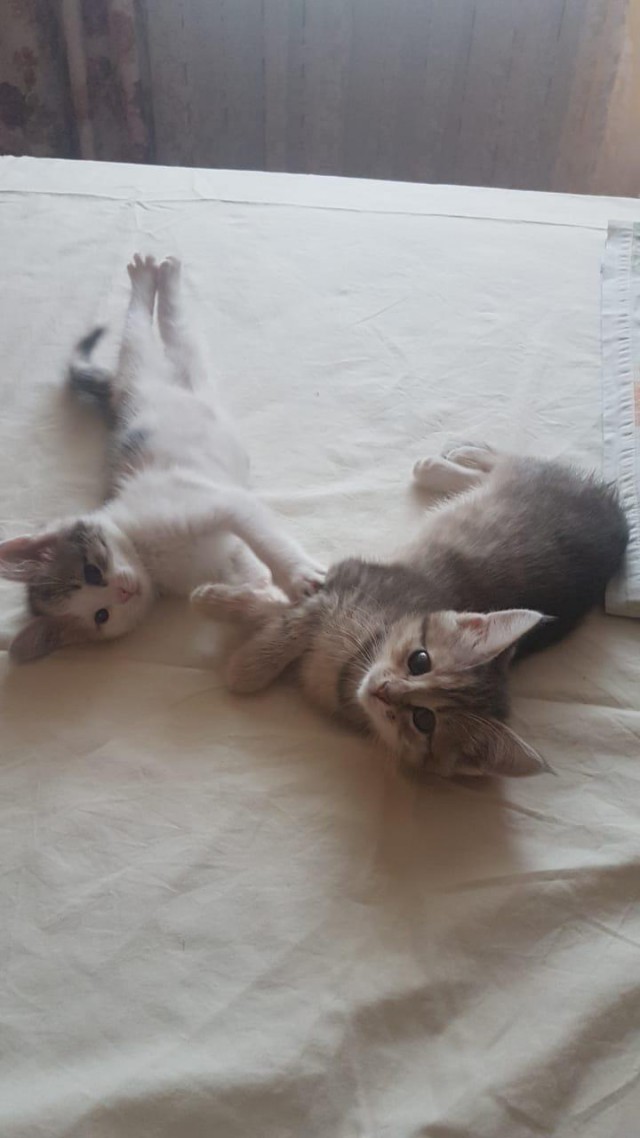 Забавные фото котеек
