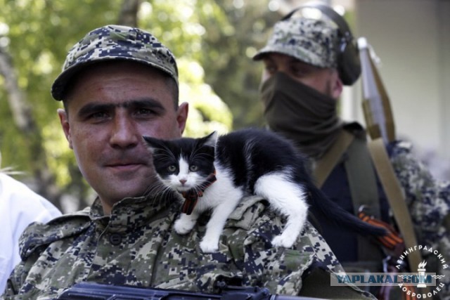 Братья наши меньшие на фронте