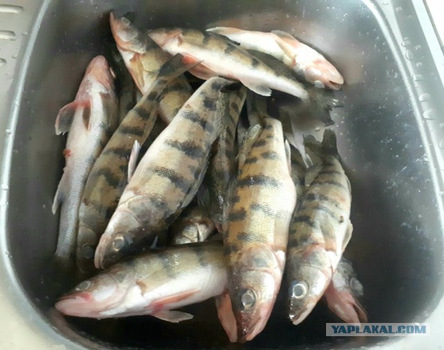 Жаренный берш с медово-огуречным соусом.