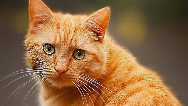 Котофеев пост