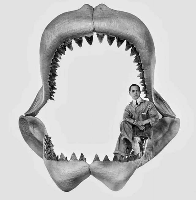Мегалодон: доисторическая акула дожившая до Первобытных Людей. Каким был страшный монстр Океана?