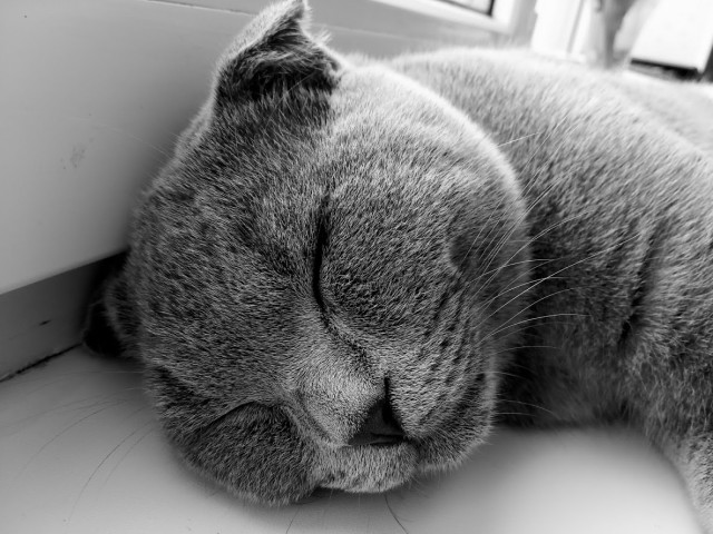 Котовторник.