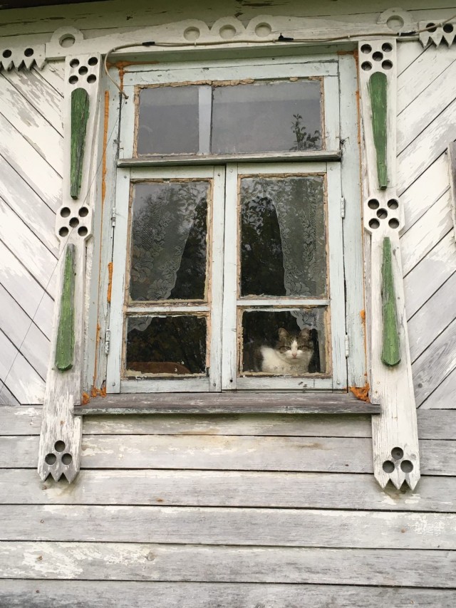 Эти забавные животные