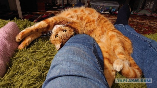 Котовторник. Добавляйте своих