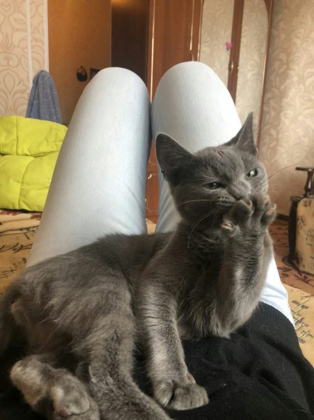 Подборка всякой живности