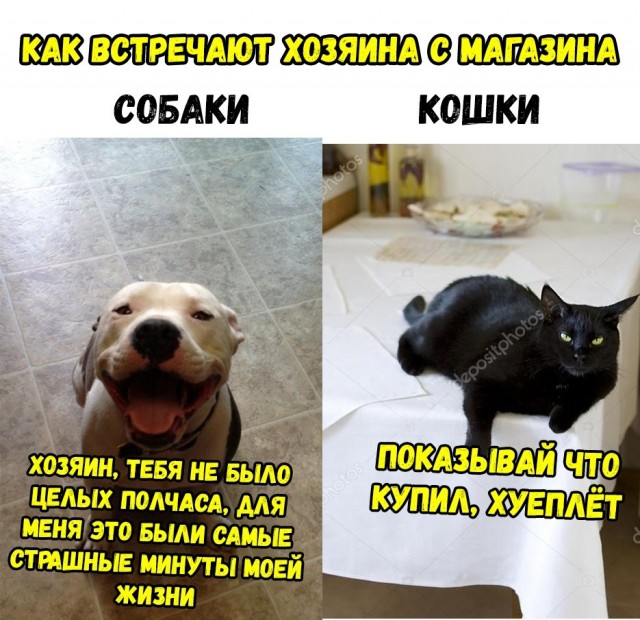 Кем нас считают кошки? Кто мы для них?
