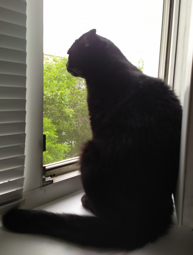 Котовторник же уже наступил?