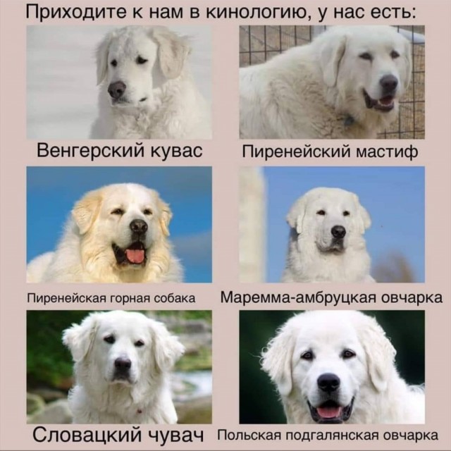 Породы собак, которые так похожи друг на друга