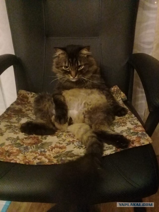 Если в доме нет кота