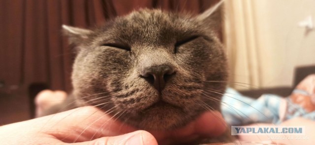 Господа и дамы ЯПа! Котовторник у нас начался! Отойдите от политоты и давайте котиков побольше!