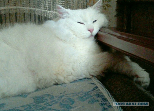 С праздником и котофторником!