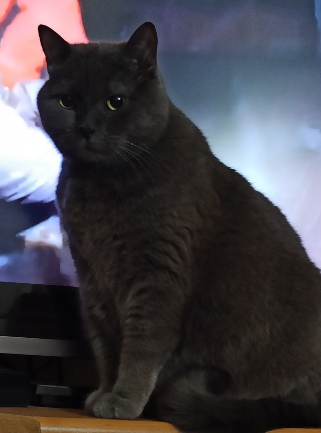 Начну котовторник чуть раньше!