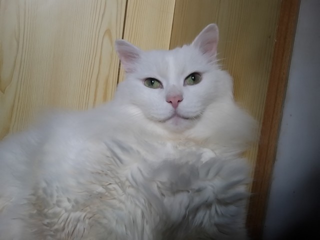 Ура! Котовторник.