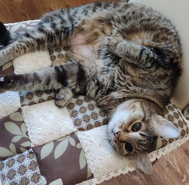 Коооочет!!!
