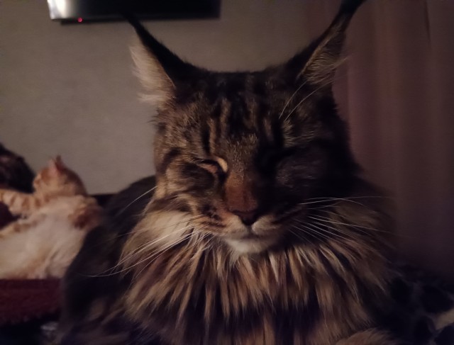 Кошка