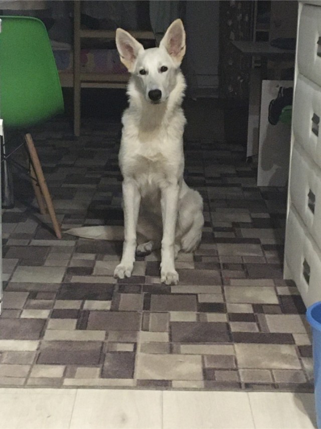 Собаковый четверг