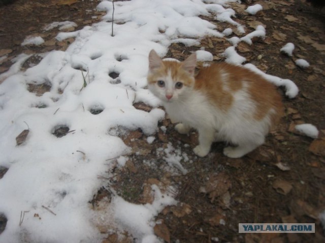 Жизнь домашнего приюта для котеек 423