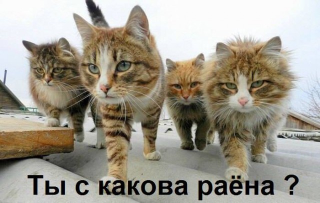 Картинки и мемы, всем хороших выходных