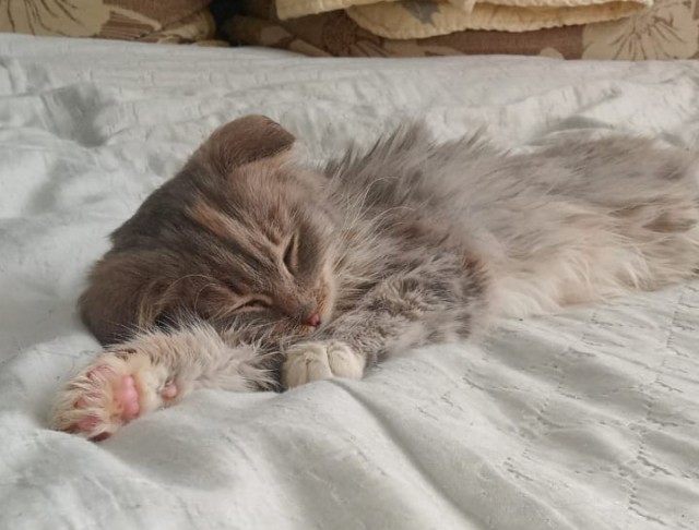 К котовторнику