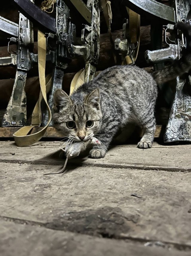 Кот на боевых